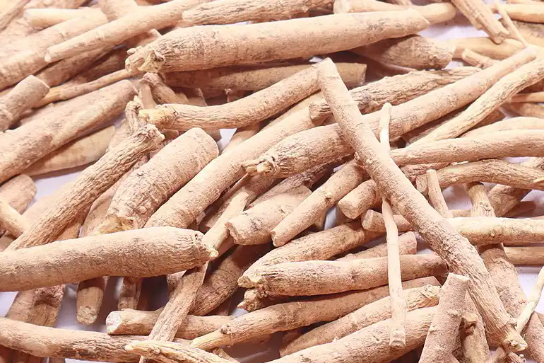 indisk ginseng